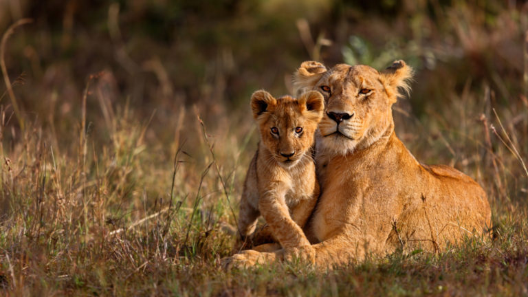 A-tender-moment-between-Lioness-and-cub-768x432