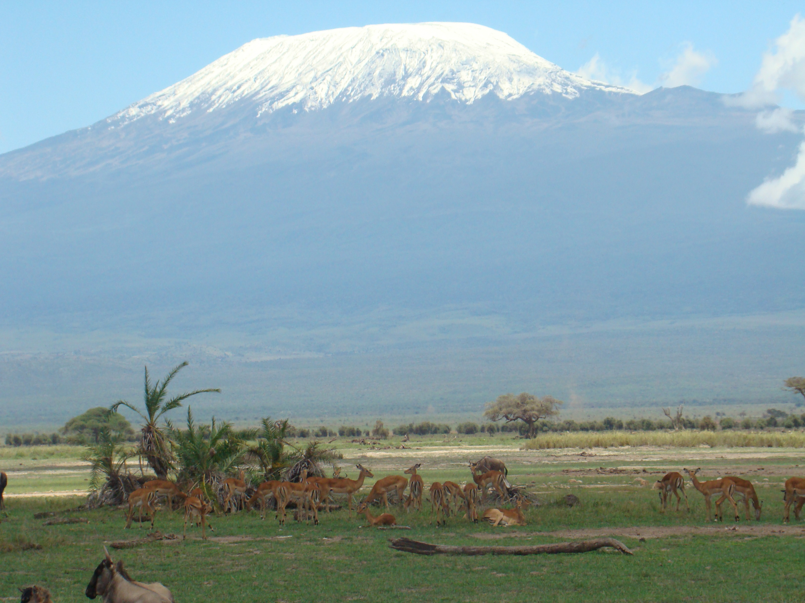 Gazelle against Kilimanjaro_1