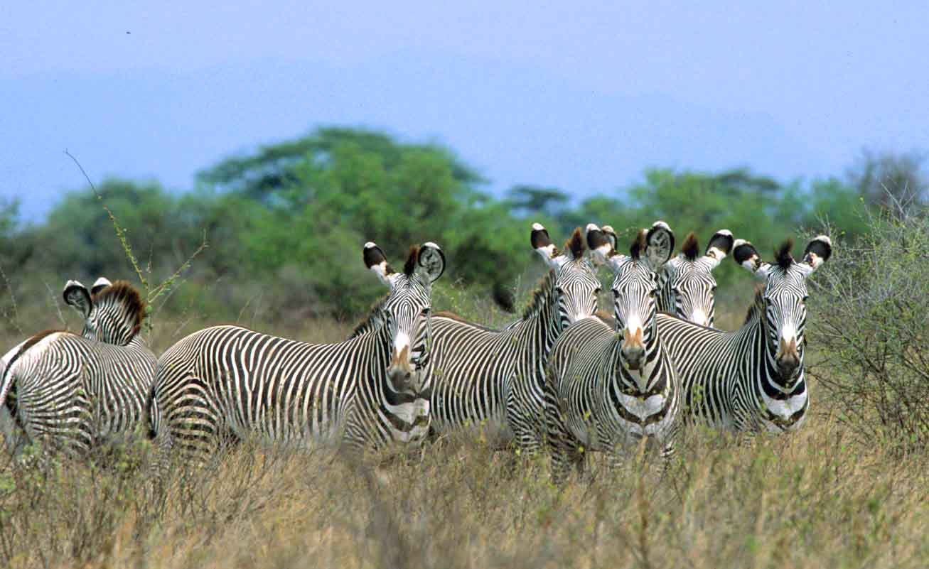 Grevy Zebra 2