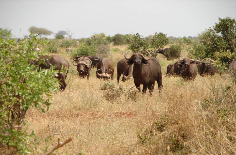 Tsavo East National Park- Full Board