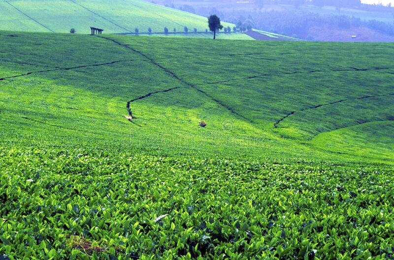 Tea Plantation Visit - Image 4